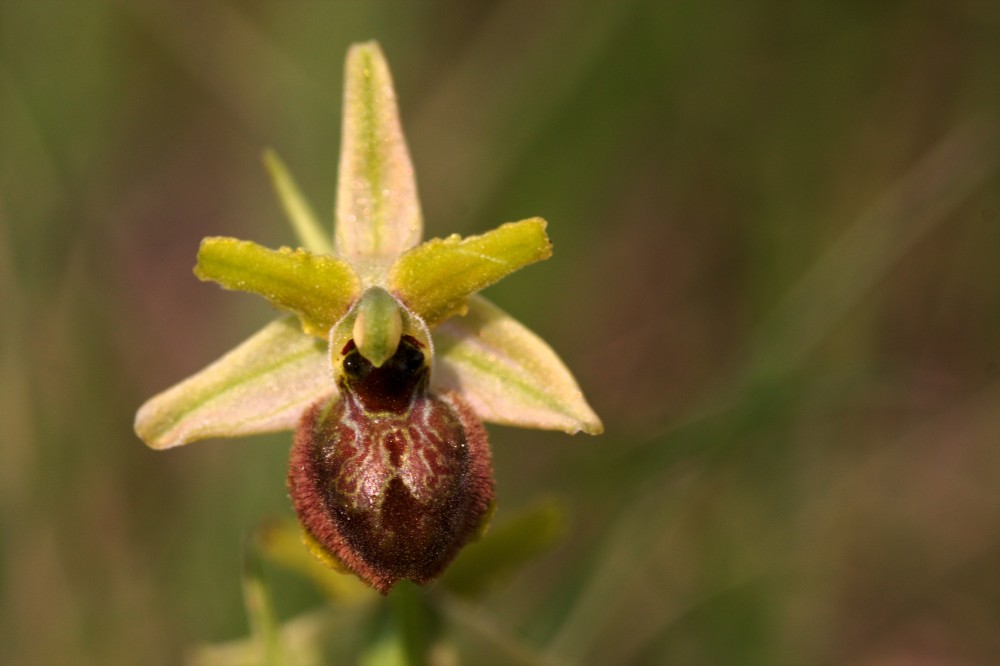 Ophrys quale?