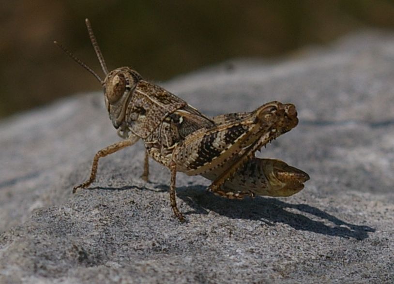 Oedipoda...o altro? - Neanide di Calliptamus sp.