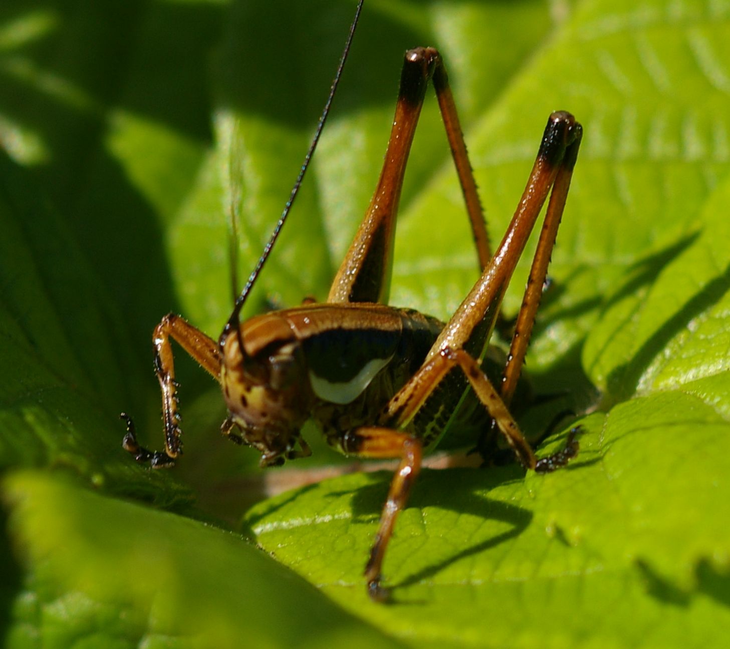 Tettigonide: Eupholidoptera cfr. hesperica