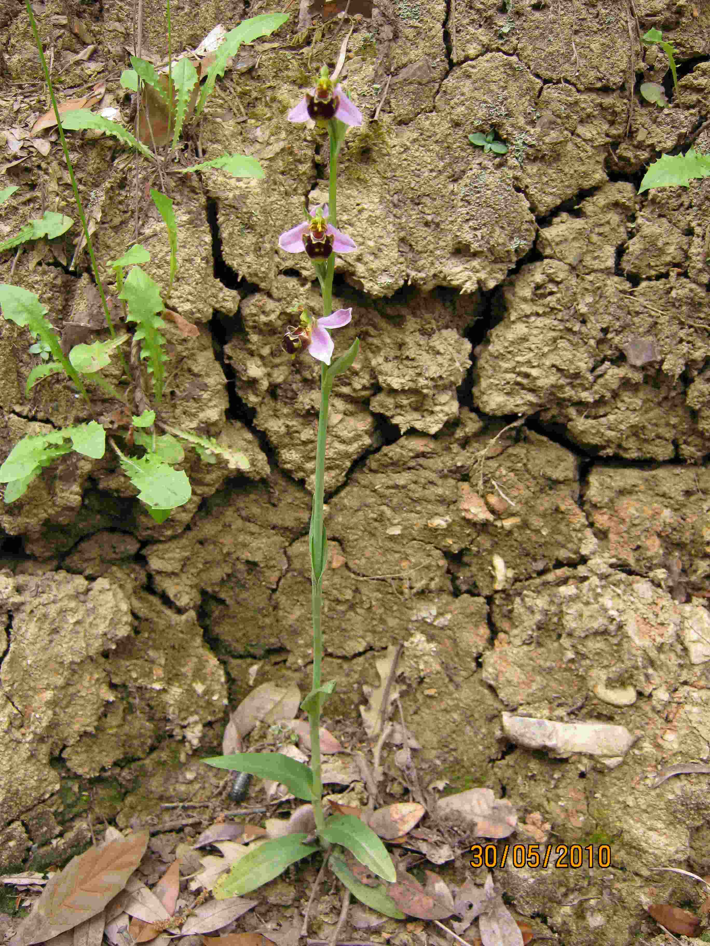 Variabilit Ophrys apifera