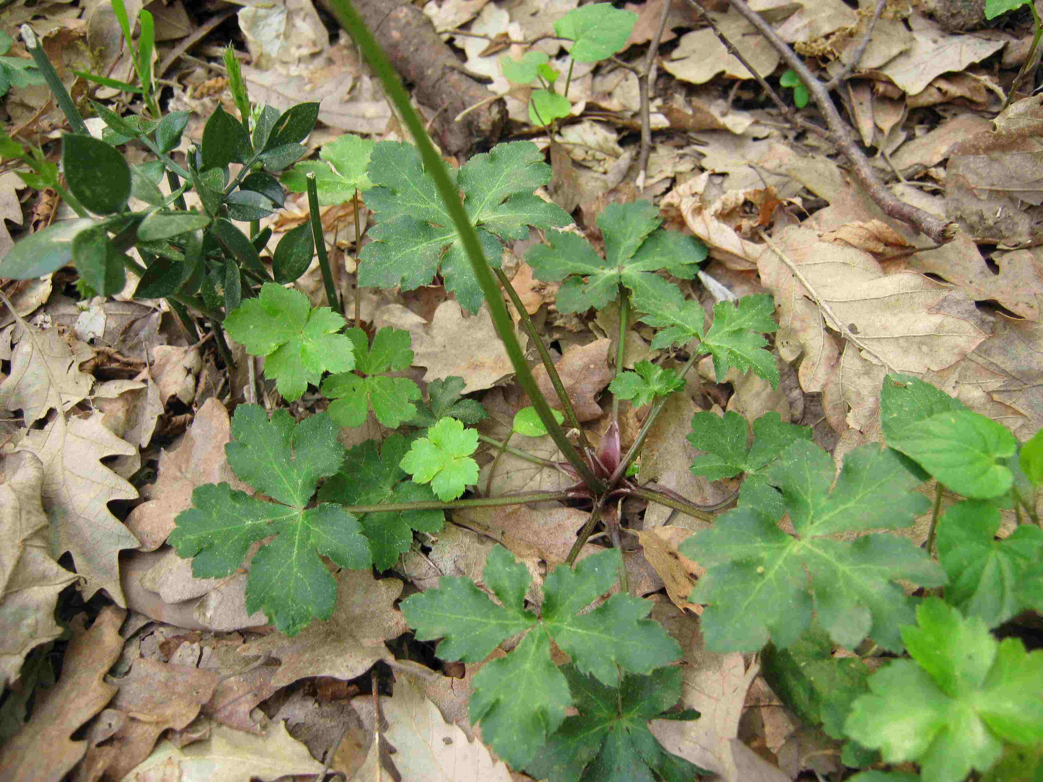 Sanicula europaea