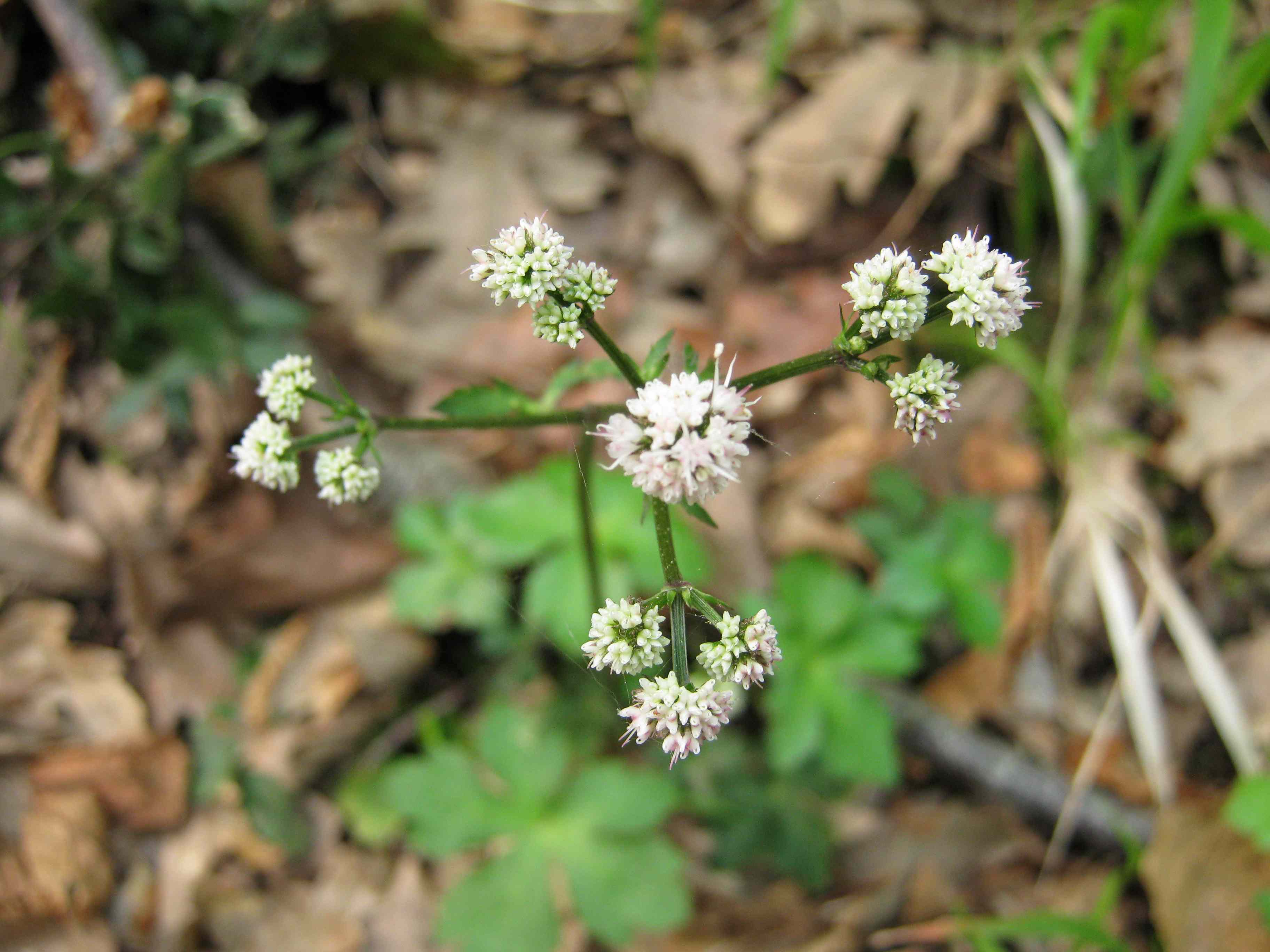 Sanicula europaea