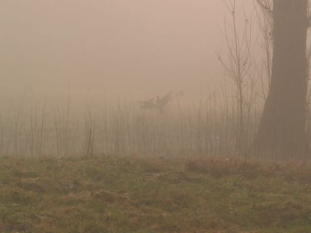 Fagiani .... lotta tra maschi nella nebbia