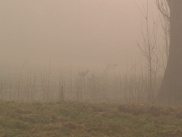 Fagiani .... lotta tra maschi nella nebbia