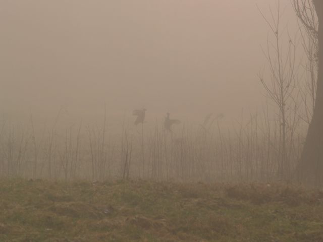 Fagiani .... lotta tra maschi nella nebbia