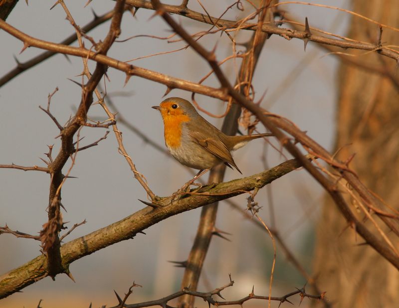 Pettirosso in una cornice di spine