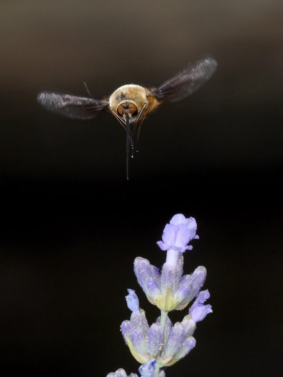 Galleria di insetti in volo