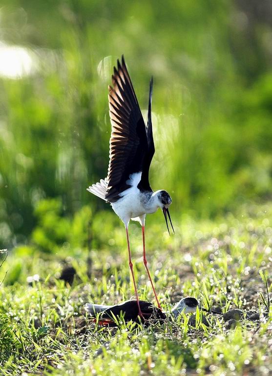 Avifauna humor