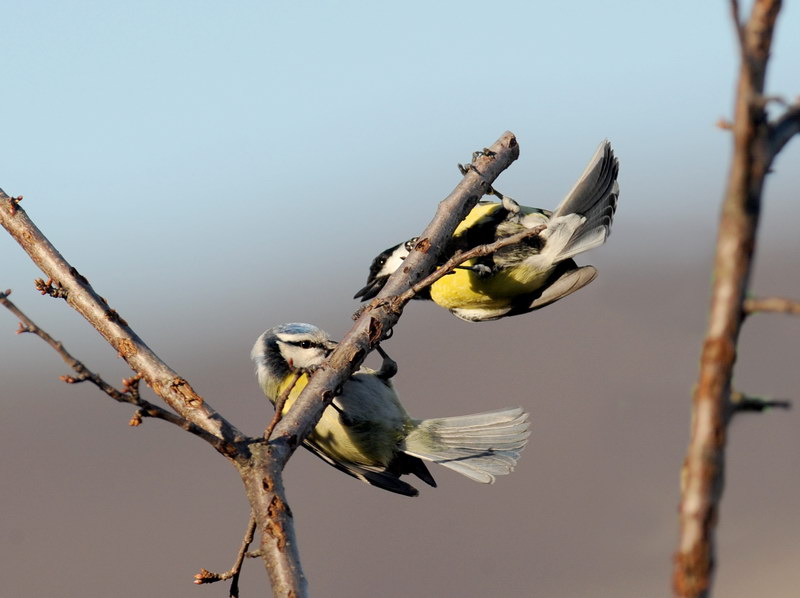 Avifauna humor