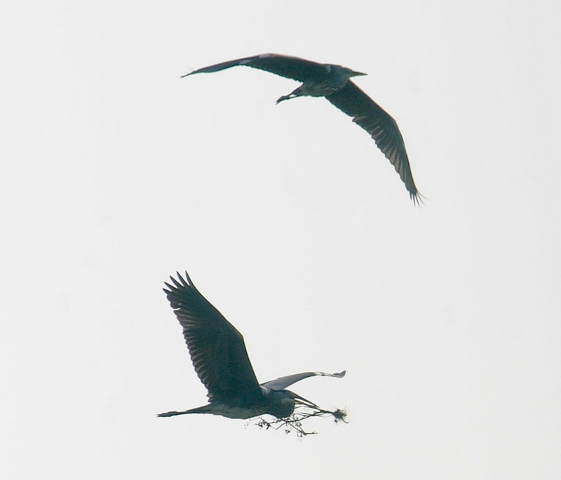 Lite tra Garzette (Egretta garzetta).