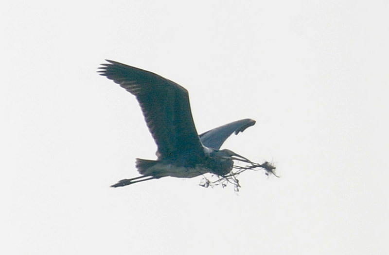 Lite tra Garzette (Egretta garzetta).