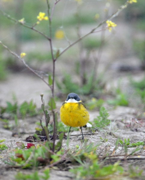 Avifauna humor