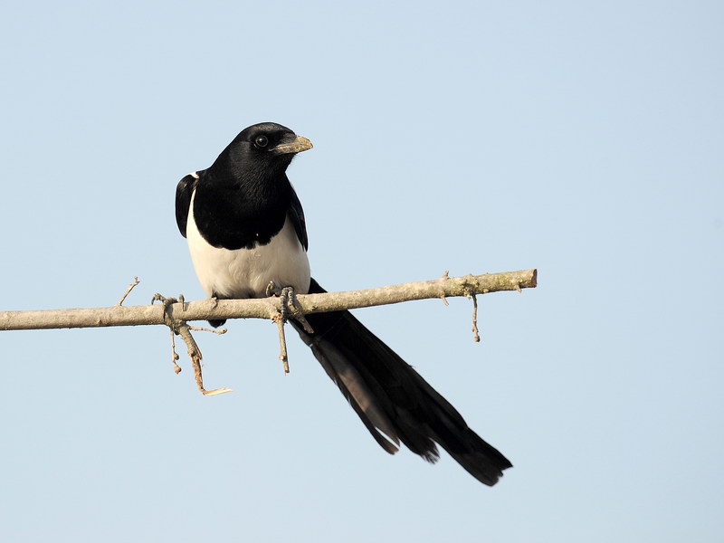 Avifauna humor