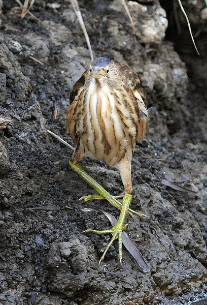 Avifauna humor