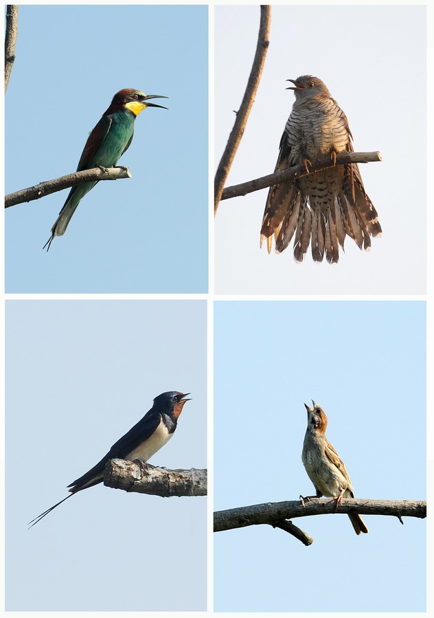 Gruccioni, furto di libellula.