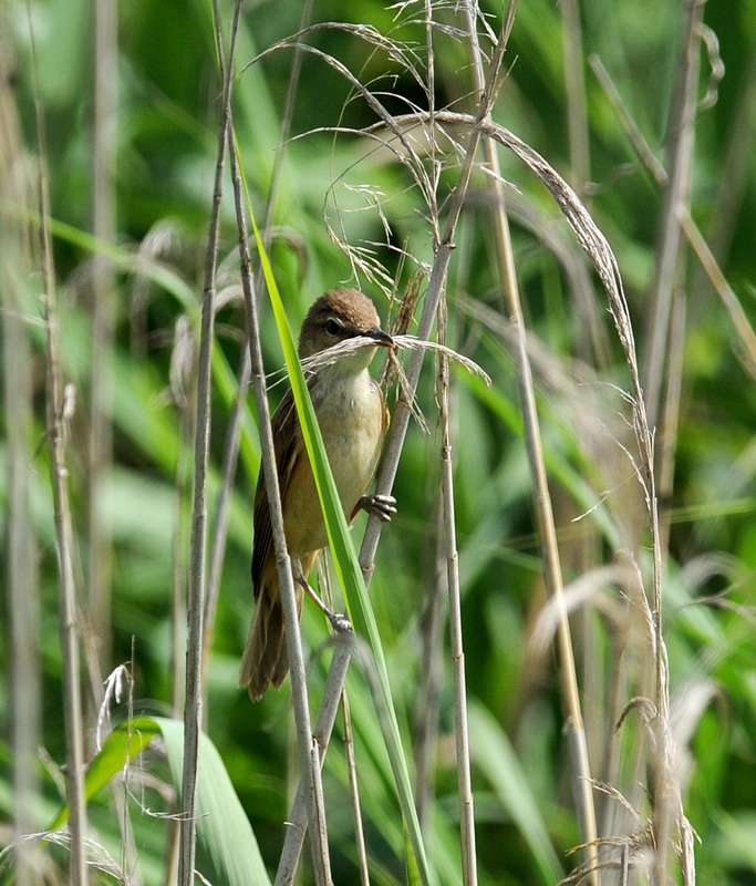 Cannareccione