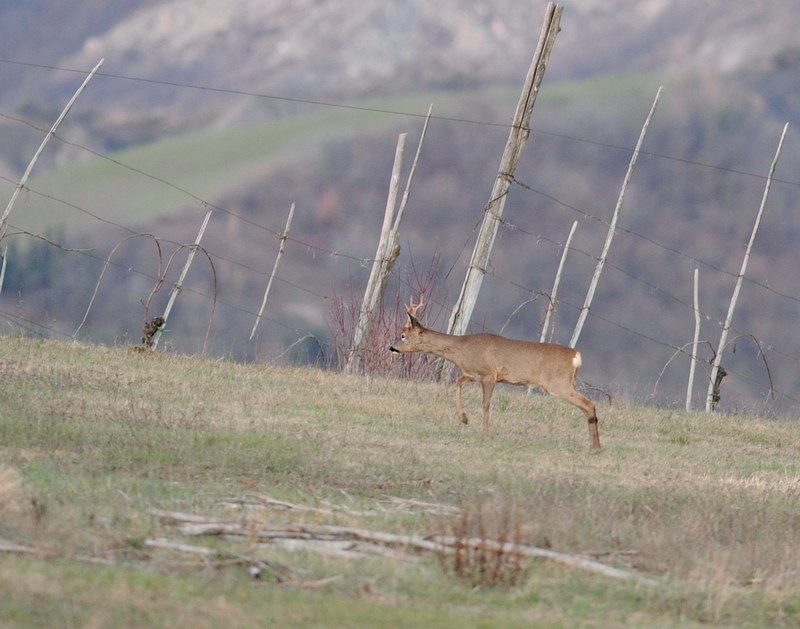 Il Capriolo