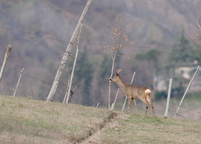 Il Capriolo