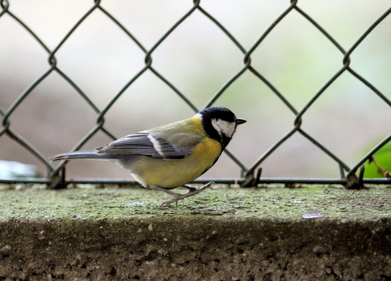 Avifauna humor