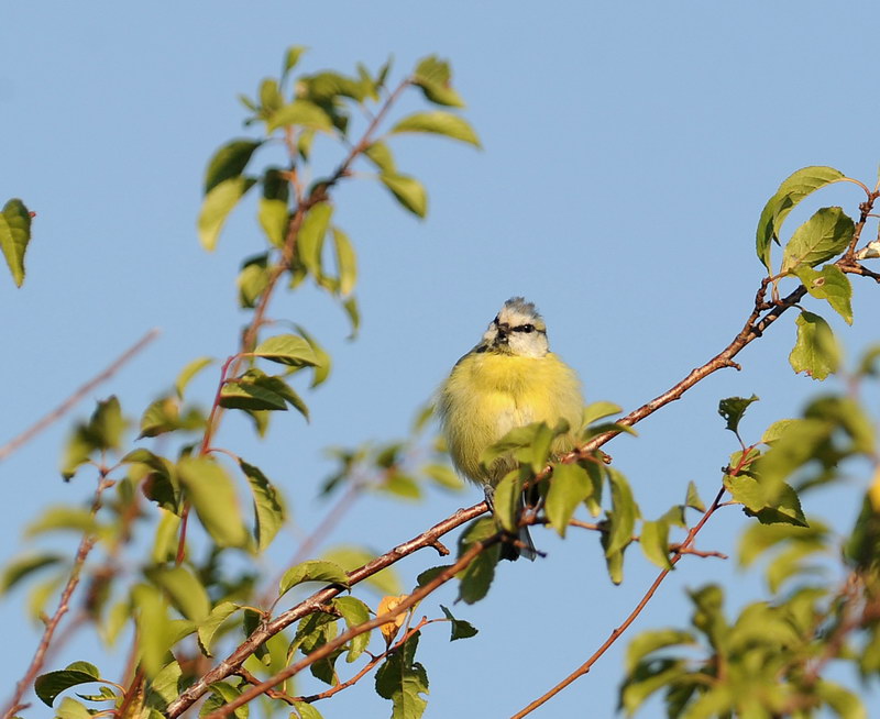 Uccelli arruffati