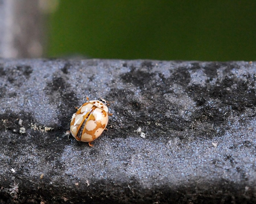 Coccinelle varie in vari stadi e non so quanto punctate