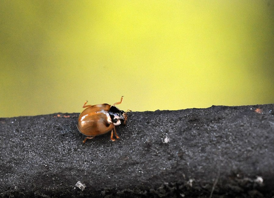 Coccinelle varie in vari stadi e non so quanto punctate