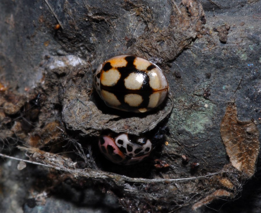 Coccinelle varie in vari stadi e non so quanto punctate