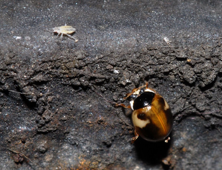 Coccinelle varie in vari stadi e non so quanto punctate