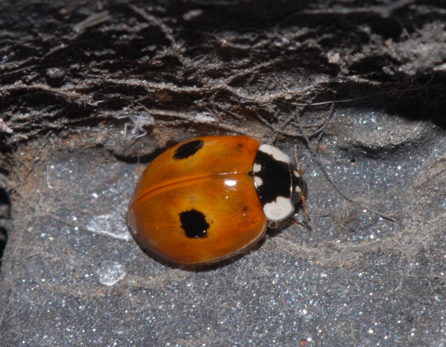 Coccinelle varie in vari stadi e non so quanto punctate