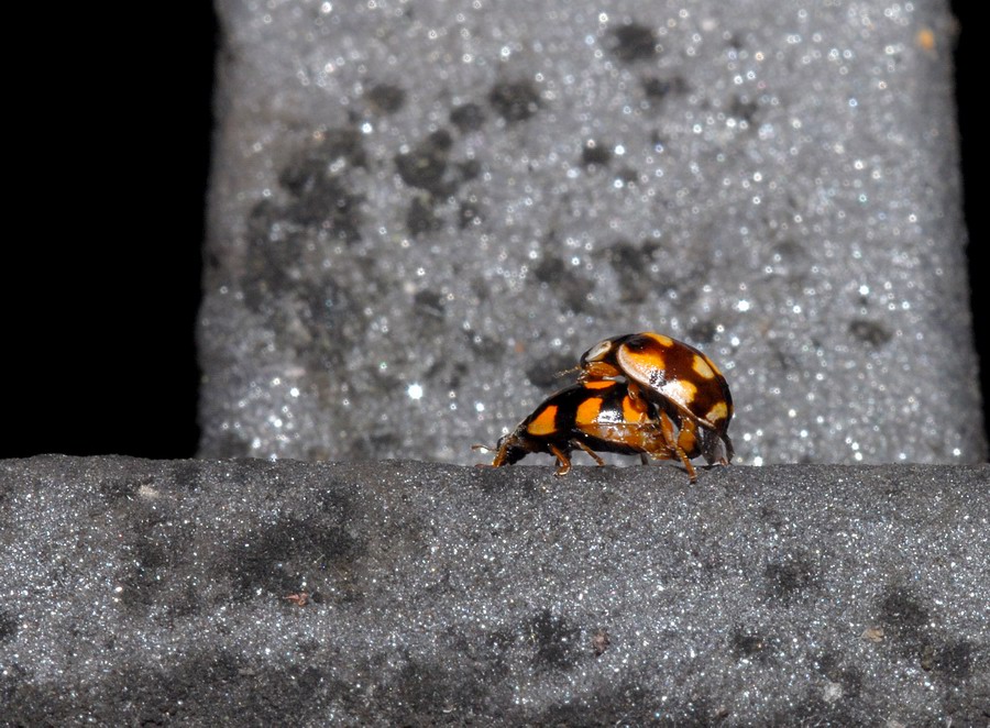 Coccinelle varie in vari stadi e non so quanto punctate