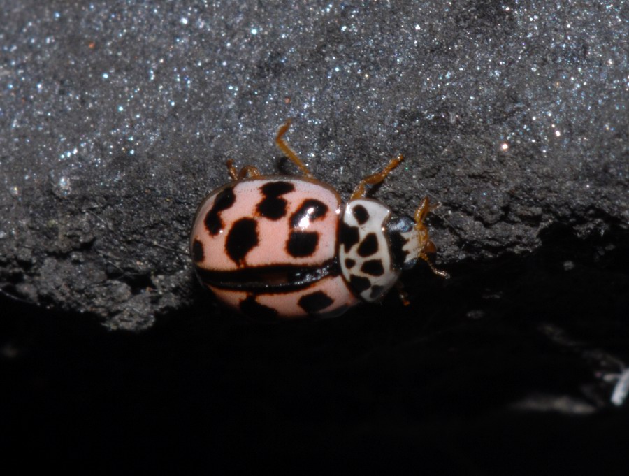 Coccinelle varie in vari stadi e non so quanto punctate