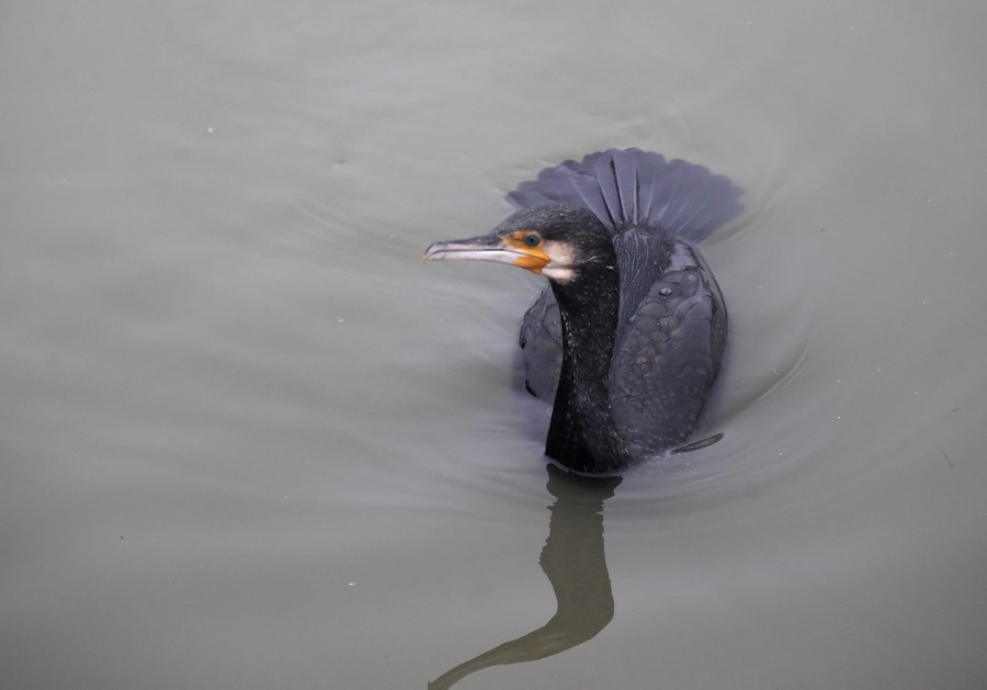 Il cormorano, e il grigio bolognese