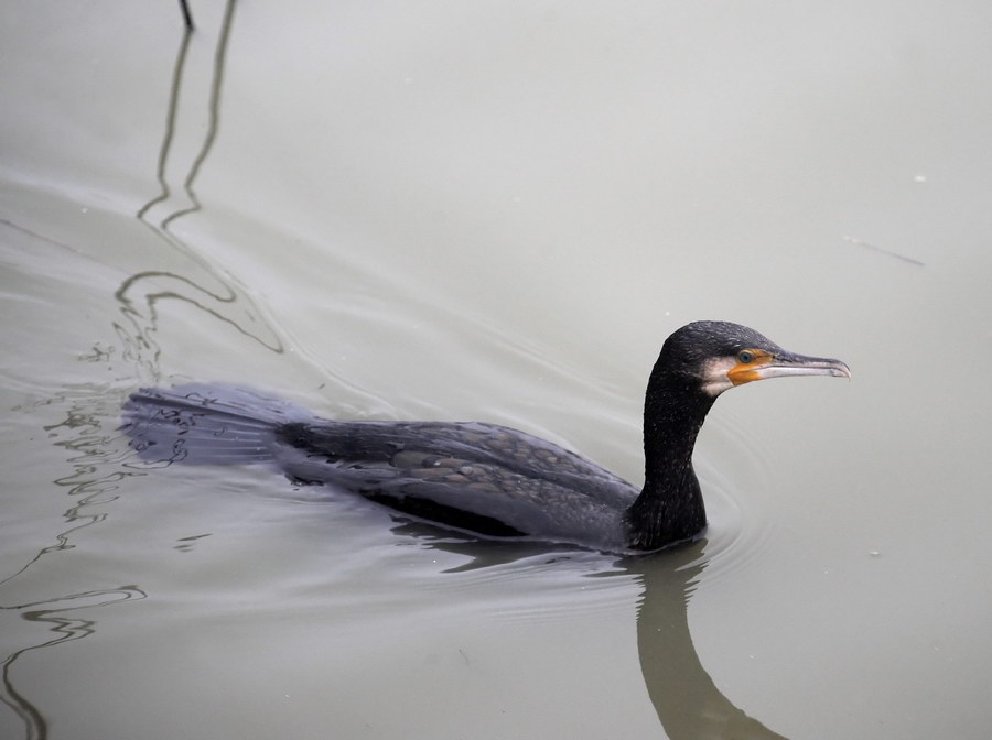 Il cormorano, e il grigio bolognese