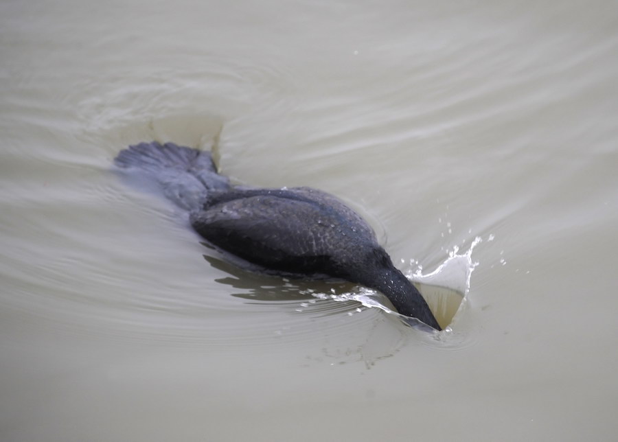 Il cormorano, e il grigio bolognese