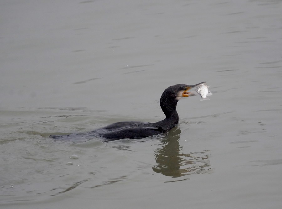 Il cormorano, e il grigio bolognese