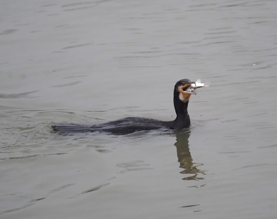 Il cormorano, e il grigio bolognese