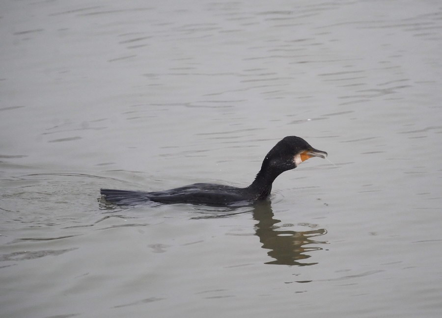 Il cormorano, e il grigio bolognese