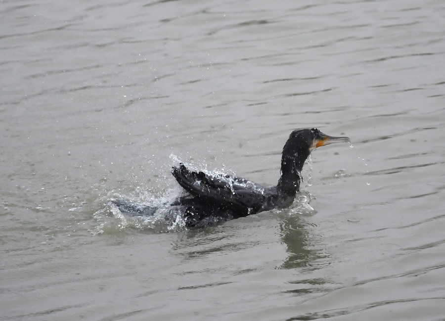 Il cormorano, e il grigio bolognese