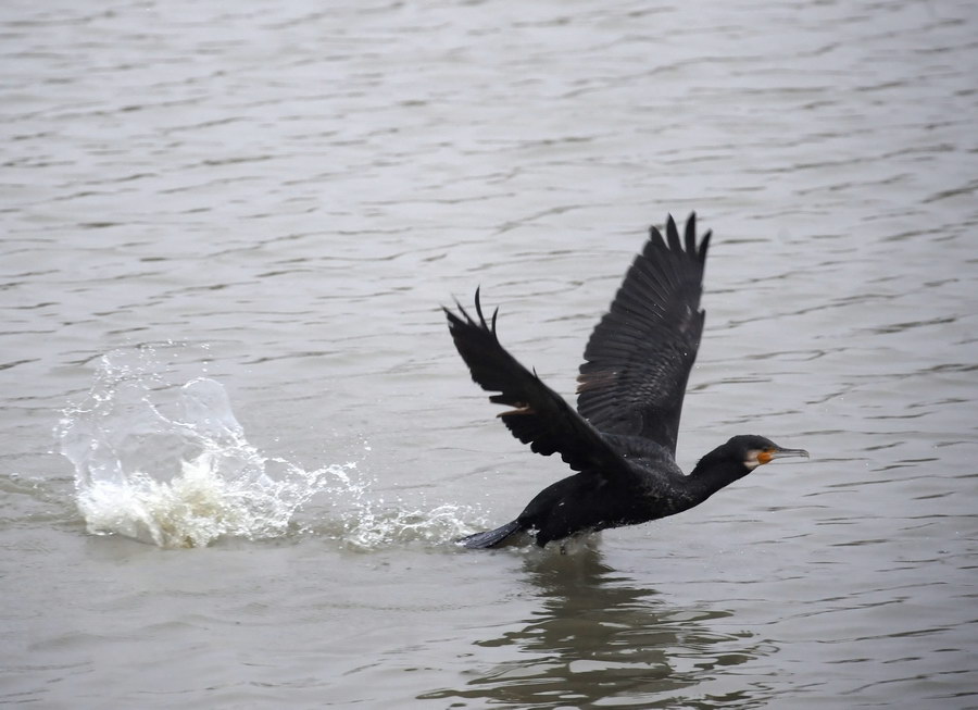 Il cormorano, e il grigio bolognese