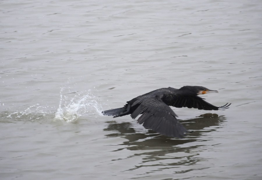 Il cormorano, e il grigio bolognese