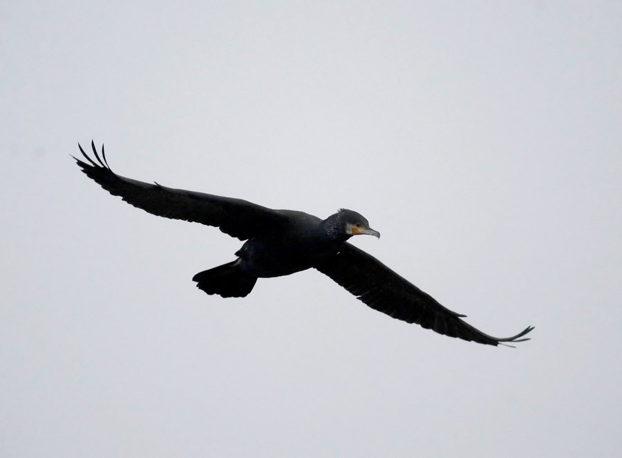 Il cormorano, e il grigio bolognese