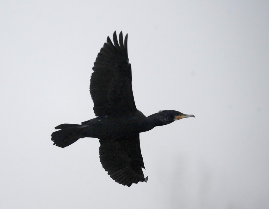 Il cormorano, e il grigio bolognese