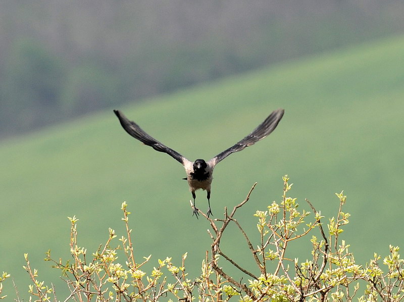 Cornacchia grigia, in volo