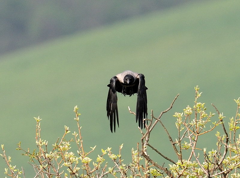 Cornacchia grigia, in volo