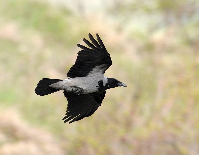 Cornacchia grigia, in volo