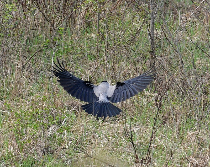 Cornacchia grigia, in volo