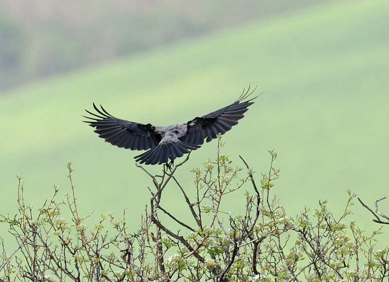 Cornacchia grigia, in volo