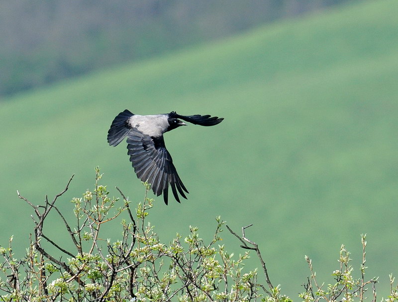 Cornacchia grigia, in volo