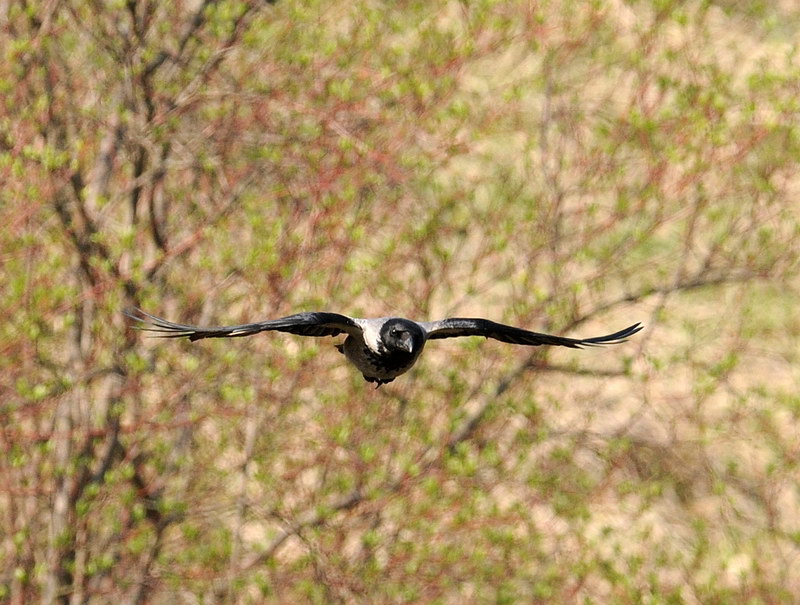 Cornacchia grigia, in volo