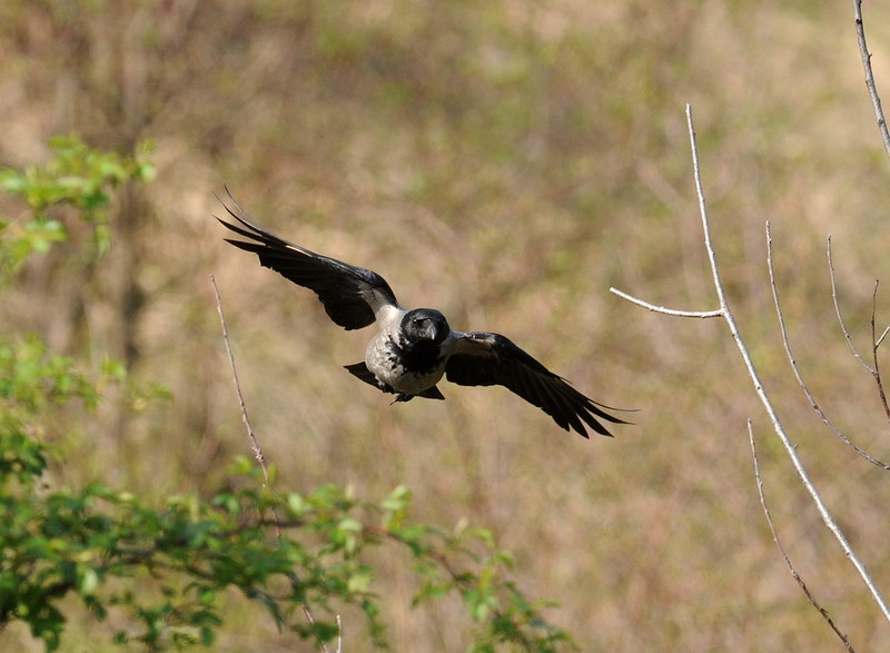 Cornacchia grigia, in volo